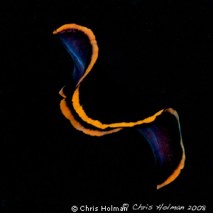 Swimming Flatworm by Chris Holman 
